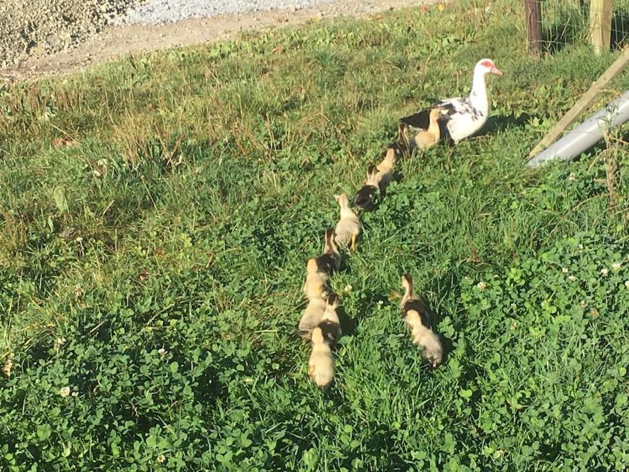A La Ferme, Au Coeur Du Mene