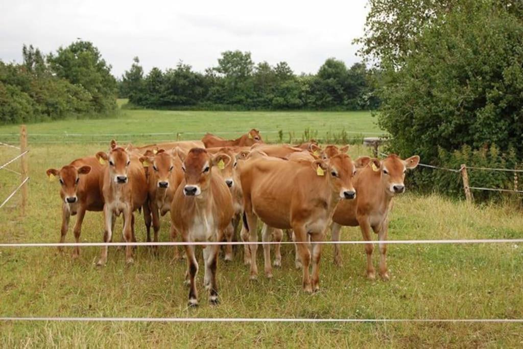 A La Ferme, Au Coeur Du Mene