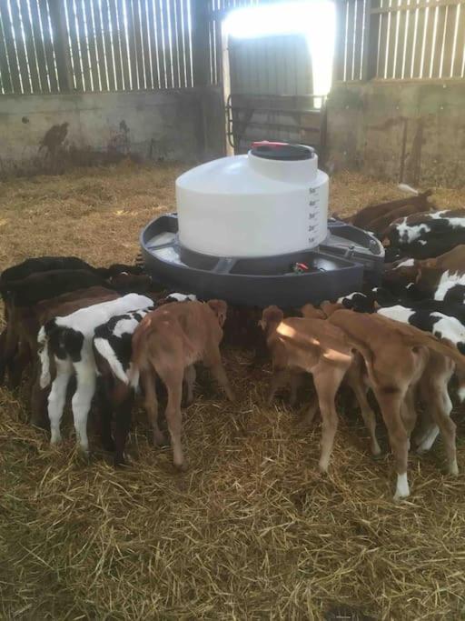 A La Ferme, Au Coeur Du Mene Laurenan